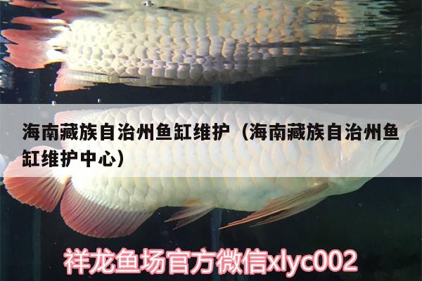 海南藏族自治州鱼缸维护（海南藏族自治州鱼缸维护中心） 过背金龙鱼