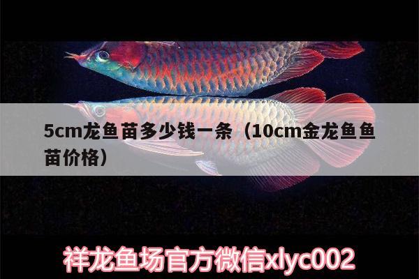 5cm龙鱼苗多少钱一条（10cm金龙鱼鱼苗价格） 祥龙金禾金龙鱼