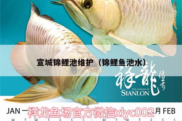 宣城锦鲤池维护（锦鲤鱼池水） 水族用品