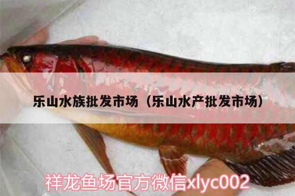 乐山水族批发市场（乐山水产批发市场） 观赏鱼水族批发市场