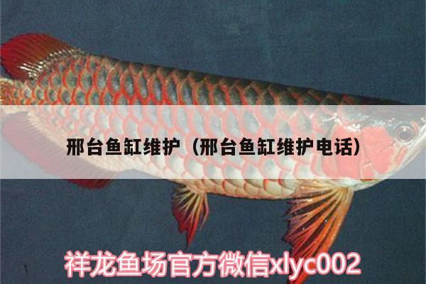 邢台鱼缸维护（邢台鱼缸维护电话） 祥龙龙鱼专用水族灯