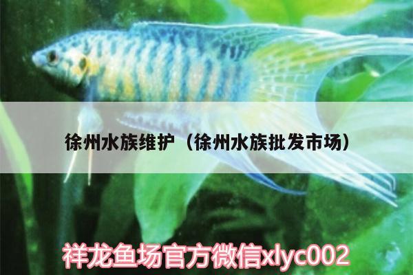 徐州水族维护（徐州水族批发市场） 观赏鱼水族批发市场 第3张