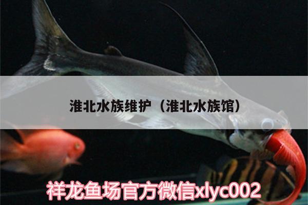 淮北水族维护（淮北水族馆）