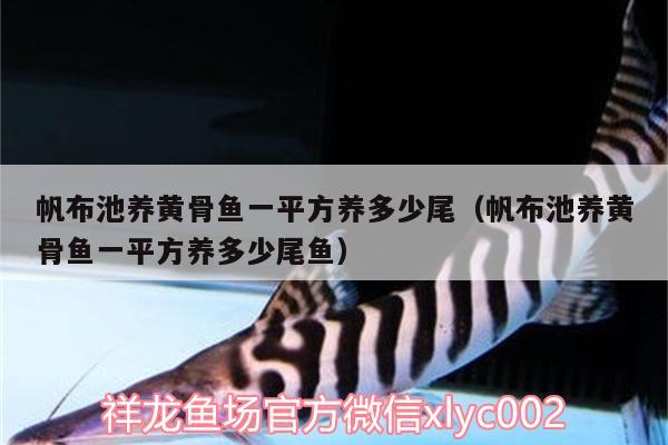 帆布池养黄骨鱼一平方养多少尾（帆布池养黄骨鱼一平方养多少尾鱼）