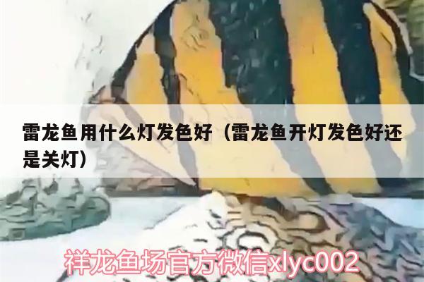 雷龙鱼用什么灯发色好（雷龙鱼开灯发色好还是关灯）