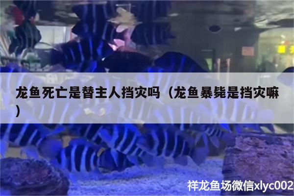 龙鱼死亡是替主人挡灾吗（龙鱼暴毙是挡灾嘛）