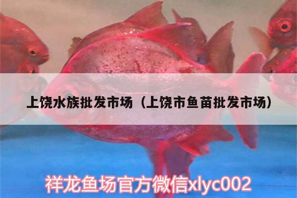 上饶水族批发市场（上饶市鱼苗批发市场） 观赏鱼水族批发市场