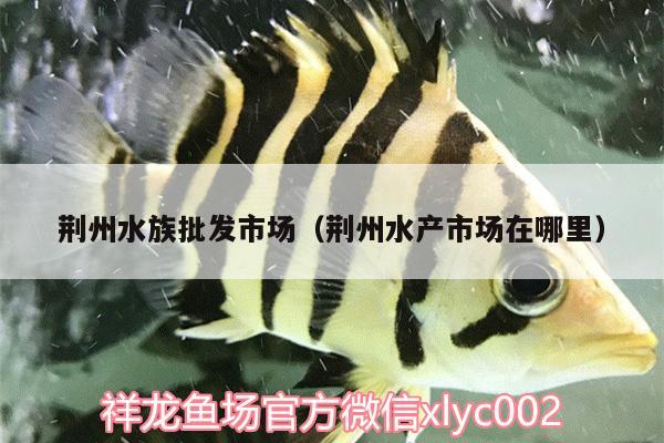 荆州水族批发市场（荆州水产市场在哪里） 观赏鱼水族批发市场