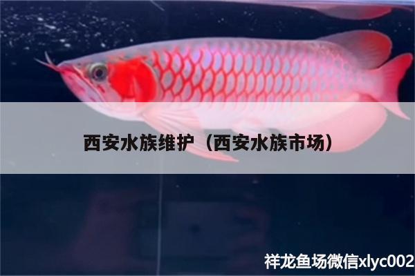 西安水族维护（西安水族市场）