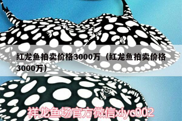 红龙鱼拍卖价格3000万（红龙鱼拍卖价格3000万） 潜水泵