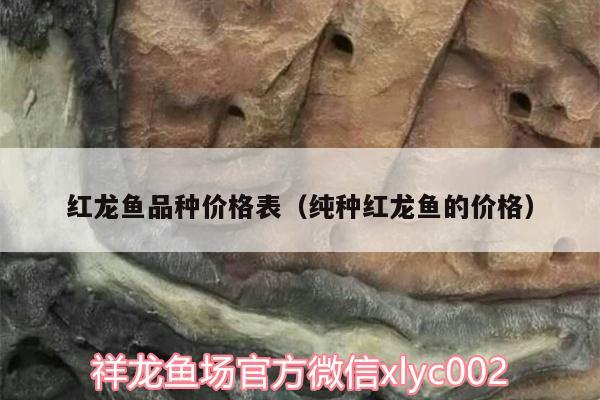 红龙鱼品种价格表（纯种红龙鱼的价格） 祥龙超血红龙鱼