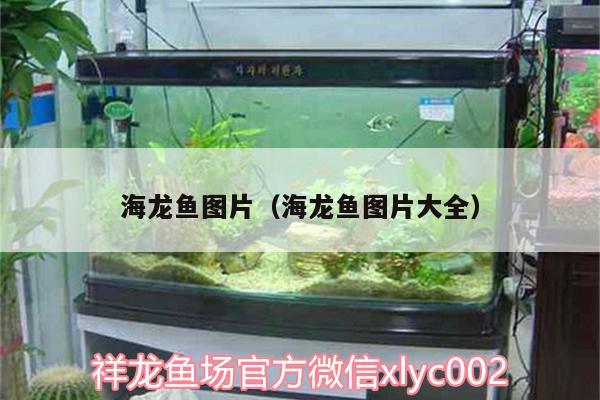 海龙鱼图片（海龙鱼图片大全） 祥龙水族滤材/器材