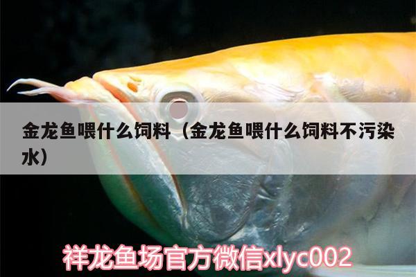 金龙鱼喂什么饲料（金龙鱼喂什么饲料不污染水） 南美异型鱼