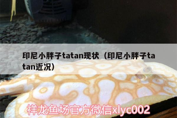 印尼小胖子tatan现状（印尼小胖子tatan近况）