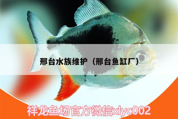 邢台水族维护（邢台鱼缸厂）