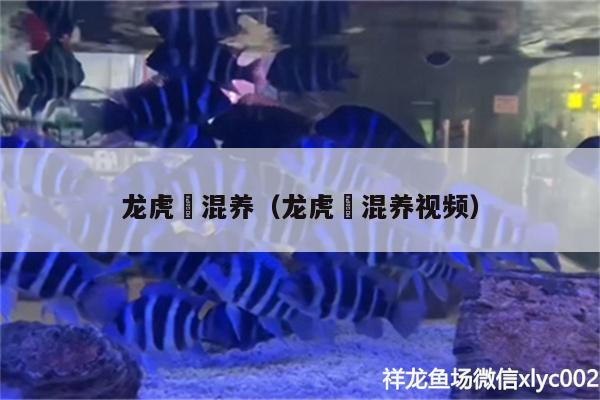 龙虎魟混养（龙虎魟混养视频） 白子关刀鱼 第2张