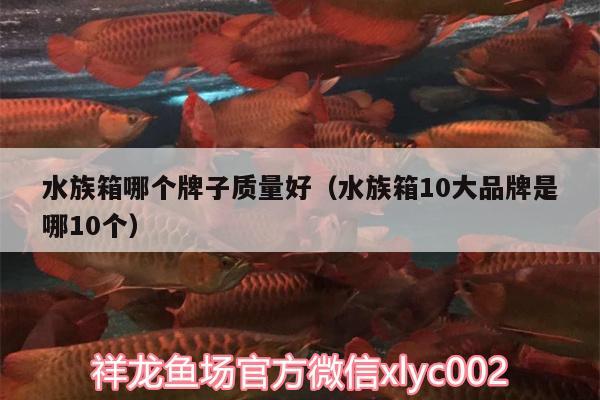 水族箱哪个牌子质量好（水族箱10大品牌是哪10个） 鱼缸/水族箱