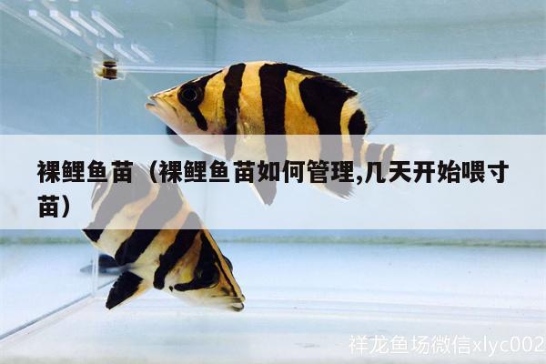 裸鲤鱼苗（裸鲤鱼苗如何管理,几天开始喂寸苗） 鱼缸等水族设备