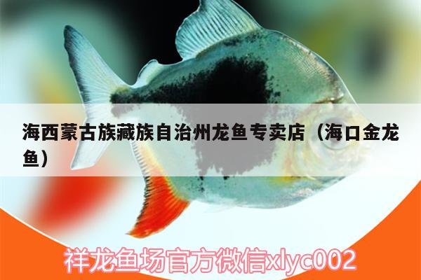 海西蒙古族藏族自治州龙鱼专卖店（海口金龙鱼） 祥龙金禾金龙鱼