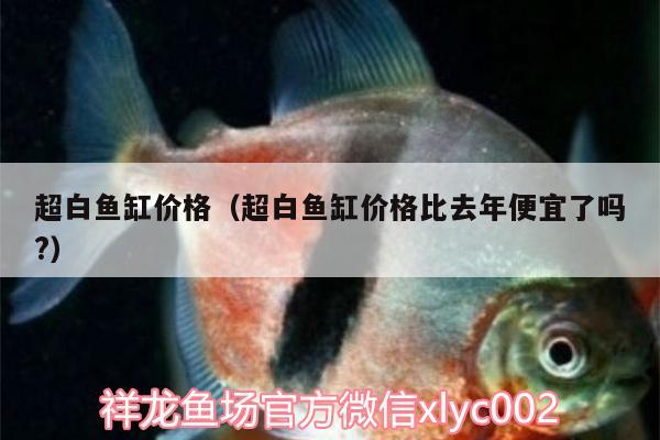 超白鱼缸价格（超白鱼缸价格比去年便宜了吗?）