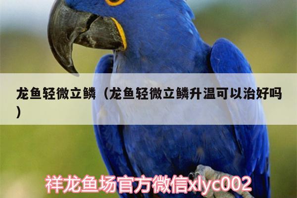 龙鱼轻微立鳞（龙鱼轻微立鳞升温可以治好吗）