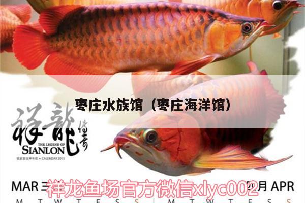 枣庄水族馆（枣庄海洋馆） 广州观赏鱼批发市场