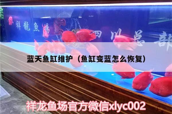 蓝天鱼缸维护（鱼缸变蓝怎么恢复） 鱼缸等水族设备