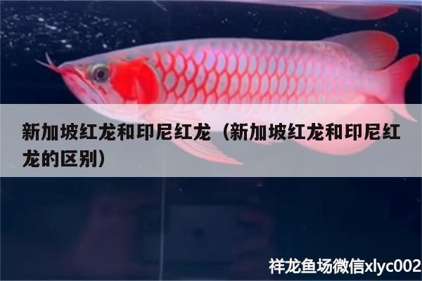 新加坡红龙和印尼红龙（新加坡红龙和印尼红龙的区别） 龙鱼批发