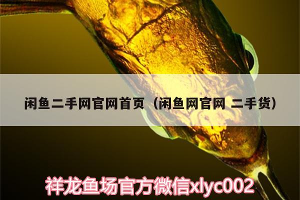 闲鱼二手网官网首页（闲鱼网官网二手货） 观赏鱼市场