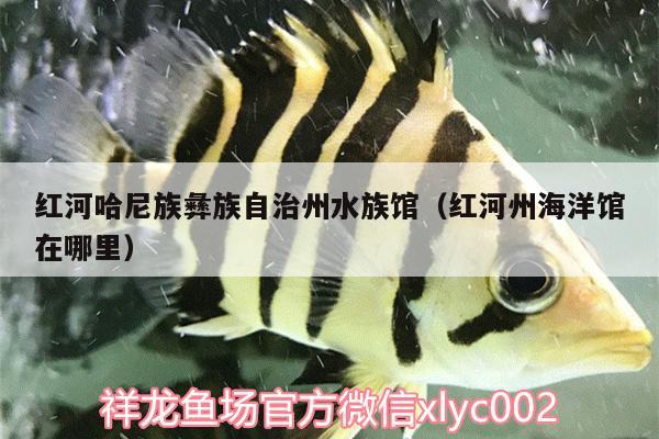 红河哈尼族彝族自治州水族馆（红河州海洋馆在哪里） 帝王血钻鱼