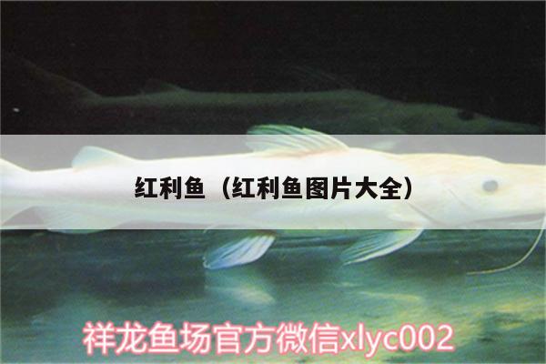 红利鱼（红利鱼图片大全） 熊猫异形鱼L46