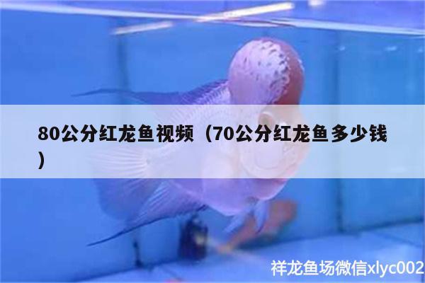 80公分红龙鱼视频（70公分红龙鱼多少钱）