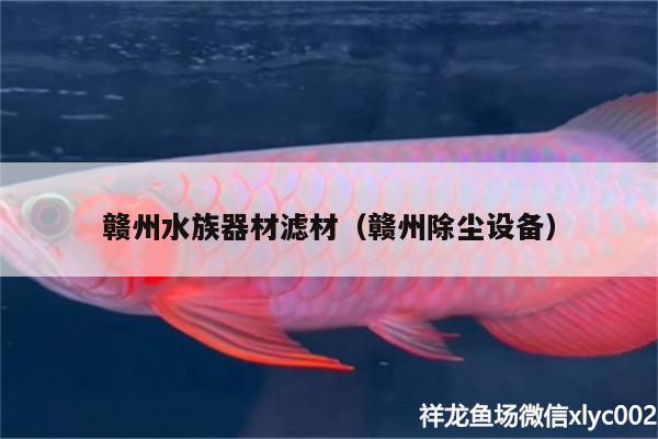 赣州水族器材滤材（赣州除尘设备） 粗线银版鱼