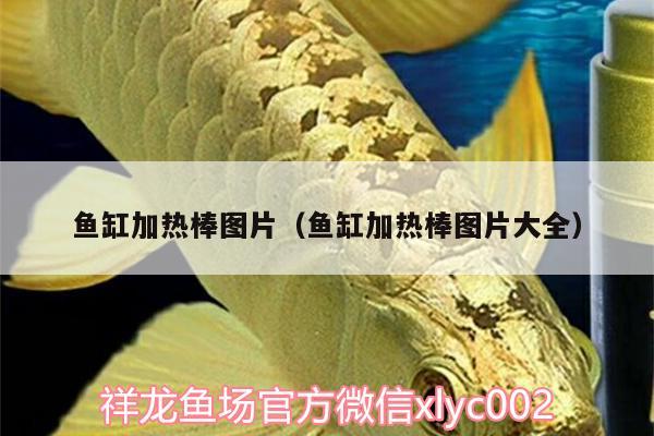 鱼缸加热棒图片（鱼缸加热棒图片大全） 水族品牌