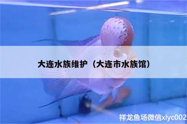 大连水族维护（大连市水族馆）