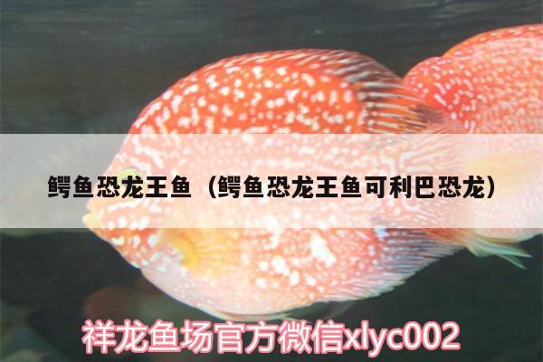 鳄鱼恐龙王鱼（鳄鱼恐龙王鱼可利巴恐龙） 恐龙王鱼 第2张