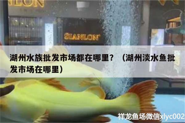 湖州水族批发市场都在哪里？（湖州淡水鱼批发市场在哪里）