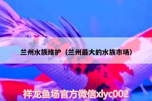 兰州水族维护（兰州最大的水族市场） 蓝帆三间鱼