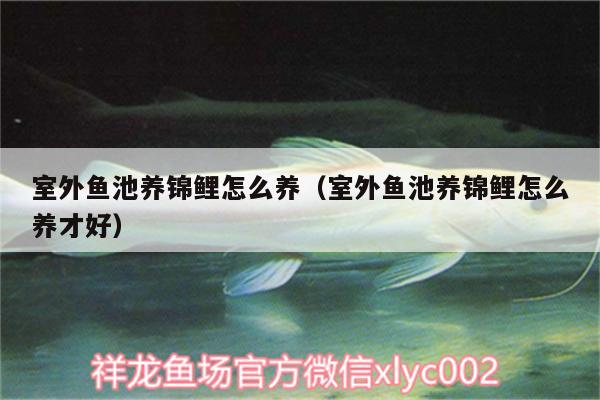 室外鱼池养锦鲤怎么养（室外鱼池养锦鲤怎么养才好） 红魔王银版鱼