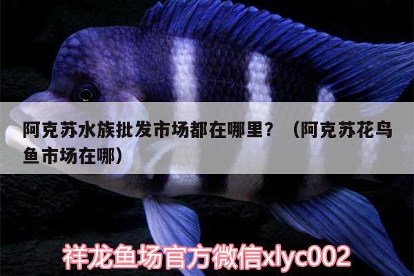 阿克苏水族批发市场都在哪里？（阿克苏花鸟鱼市场在哪） 观赏鱼水族批发市场