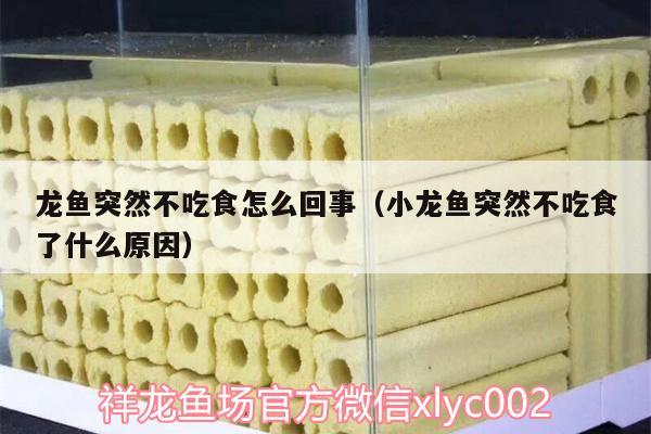 龙鱼突然不吃食怎么回事（小龙鱼突然不吃食了什么原因）