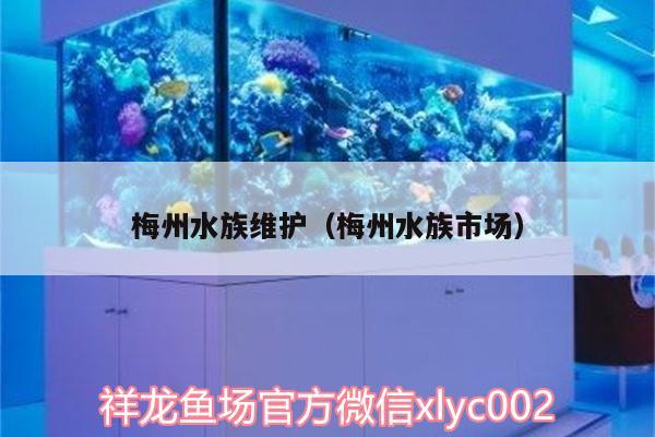 梅州水族维护（梅州水族市场） 祥龙水族护理水