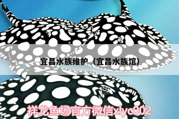 宜昌水族维护（宜昌水族馆） 龙鱼芯片扫码器