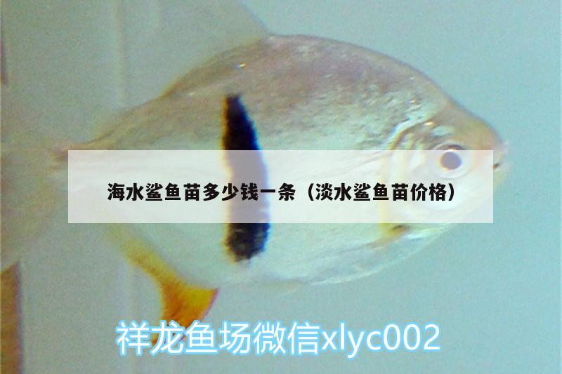 海水鲨鱼苗多少钱一条（淡水鲨鱼苗价格） 翡翠凤凰鱼