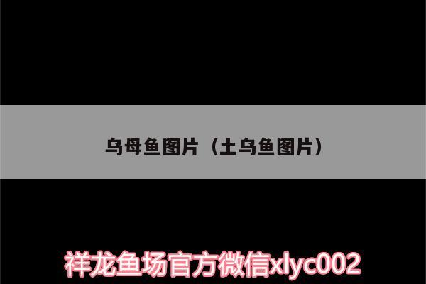 乌母鱼图片（土乌鱼图片） 蓝底过背金龙鱼