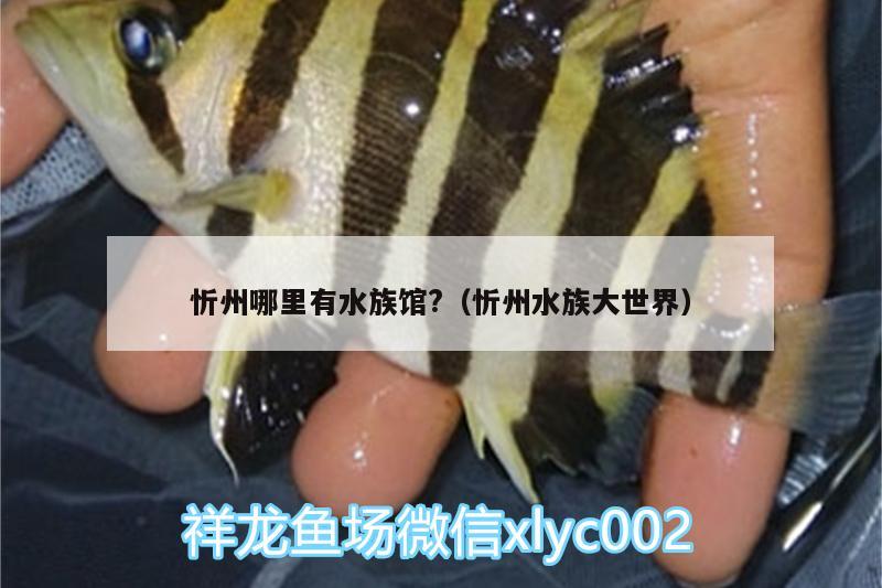 忻州哪里有水族馆?（忻州水族大世界） 大正锦鲤鱼