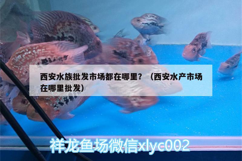 西安水族批发市场都在哪里？（西安水产市场在哪里批发） 观赏鱼水族批发市场