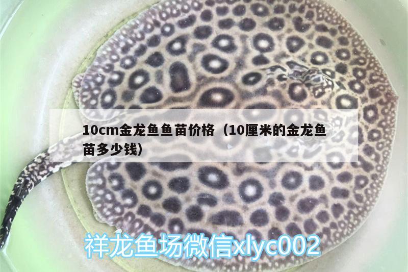 10cm金龙鱼鱼苗价格（10厘米的金龙鱼苗多少钱） 粗线银版鱼苗