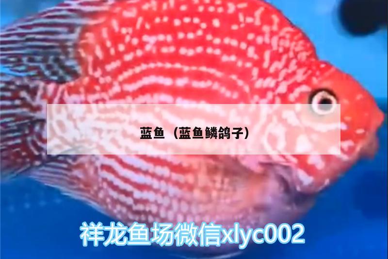 蓝鱼（蓝鱼鳞鸽子） 其它水族用具设备