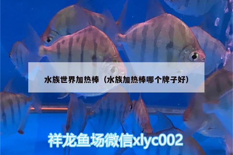 水族世界加热棒（水族加热棒哪个牌子好） 魟鱼百科